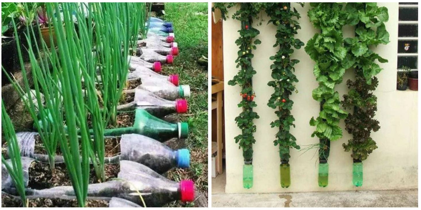 Bemutatjuk, hogy hogyan használhatod fel kreatívan a műanyag palackokat a kertedben! 