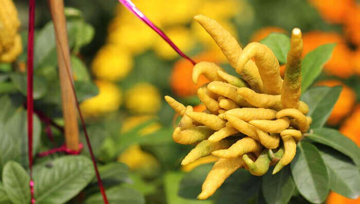 Egészséges egzotikus gyümölcs, a Buddha keze Furcsa és egészséges egzotikus gyümölcs, a Buddha keze