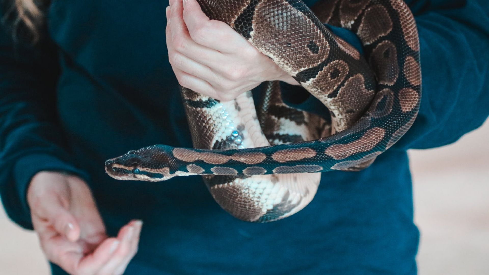 Egyre népszerűbb háziállat a kígyó Egyre népszerűbb háziállat