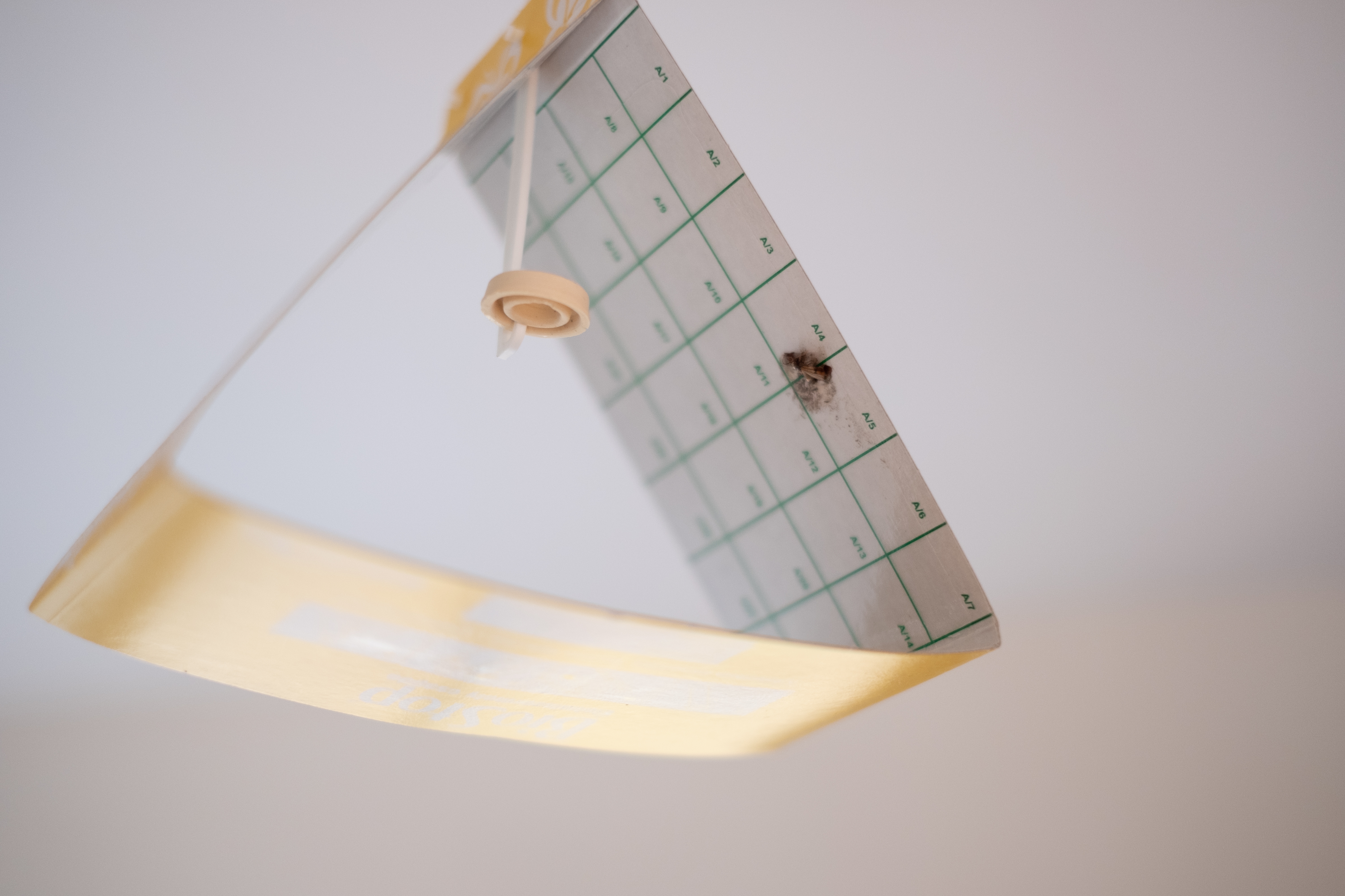 élelmiszermoly csapta